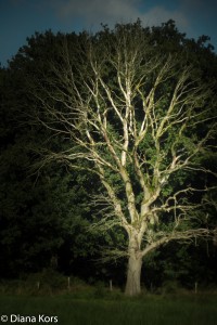 Een gewone boom
